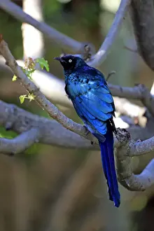 Dark Blue Prints: Long-tailed Glossy Starling -Lamprotornis caudatus-, adult on tree, captive