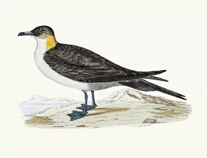 Seagull Gallery: Long-tailed jaeger (small skua) bird