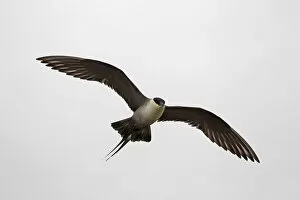 Images Dated 13th July 2014: Long-tailed jaeger -Stercorarius longicaudus-, flying, grey skies, tundra, Norway