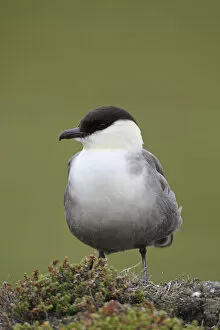 Images Dated 13th July 2014: Long-tailed jaeger -Stercorarius longicaudus-, Tundra, Norway