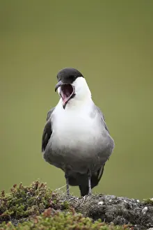 Laridae Prints: Long-tailed jaeger -Stercorarius longicaudus- regurgitating pellets, Tundra, Norway