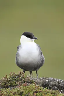 Laridae Prints: Long-tailed jaeger -Stercorarius longicaudus- regurgitating pellets, Tundra, Norway