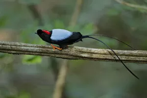 Images Dated 14th September 2017: Long-tailed Manakin