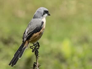 Images Dated 19th January 2013: The Long-tailed Shrike or Rufous-backed Shrike (La