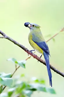 Long-tailed Silky-flycatcher (Ptilogonys caudatus) male, , Costa Rica