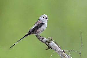 Images Dated 10th May 2013: Long-tailed Tit -Aegithalos caudatus-, Mecklenburg-Western Pomerania, Germany