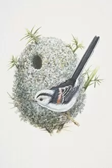 Images Dated 30th June 2006: Long-tailed Tit (Aegithalos caudatus), illustration of bird whos tail is bigger than its body