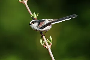 Songbird Gallery: Long-tailed tit -Aegithalos caudatus- perched on a branch