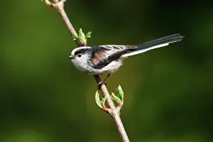 Long-tailed tit -Aegithalos caudatus- perched on a branch