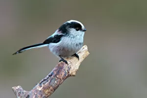 Branch Collection: Long-tailed Tit -Aegithalos caudatus-, Tyrol, Austria