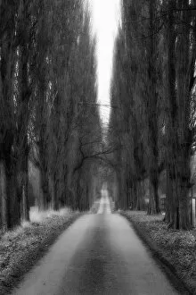 Images Dated 23rd January 2011: The Long Tree Lined Road