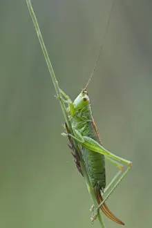 Pterygota Prints: Long-winged conehead (Conocephalus fuscus)