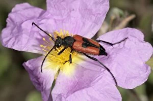 Longhorn Beetle -Leptura cordigera- gathering pollen, Lake Kerkini region, Greece, Europe