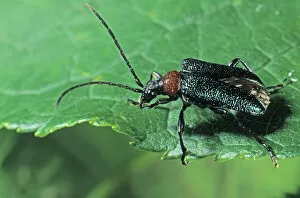 Coleoptera Gallery: Longhorn Beetle species (Gaurotes virginea)