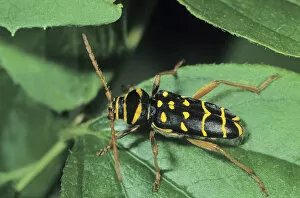 Coleoptera Gallery: Longhorn Beetle species (Plagionotus arcuatus)