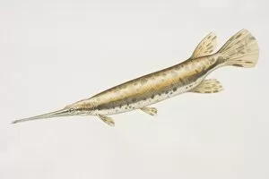 Longnose Gar (Lepisosteus osseus), long fish with a long horn like mouth and golden skin with brown blotches