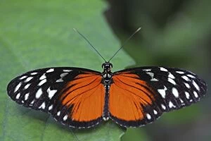 Images Dated 1st November 2012: Longwing Butterfly -Heliconius sp. -, with open wings, Mainau island, Baden-Wuerttemberg, Germany