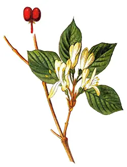 Woodbine Prints: Lonicera periclymenum, common names honeysuckle, common honeysuckle, European honeysuckle