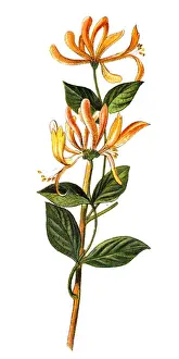 Lonicera periclymenum, common names honeysuckle, common honeysuckle, European honeysuckle