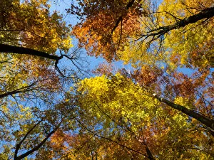 Images Dated 20th October 2012: Look up - its autumn