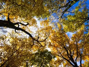 Treetop Gallery: Look up - its autumn