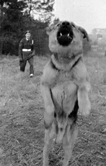 Prints of 7th February 1953: RAF (Royal Airforce) guard dog Youth jumping into action at an RAF base at Netheravon, near Salisbury. Original Publication: Picture Post - 6413 - All Done By Kindness - pub A Photographic Legacy: Look Before You Leap