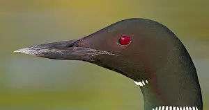 Images Dated 24th June 2012: Loon Closeup