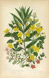 Images Dated 16th February 2016: Loosestrife, Lythrum salicaria, Lythrum, Victorian Botanical Illustration