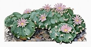 Green Gallery: Lophophora williamsii (Peyote) cactus woth pink flowers illustration