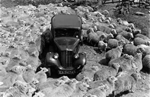 Mode Of Transport Gallery: Lost In Sheep