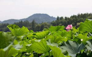 Images Dated 7th July 2013: Lotus Blooming In The West Lake, Hangzhou, Zhejiang, China