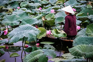 Lotus flower harvesting - Hanoi, Vietnam