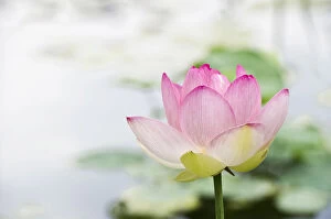 Aquatic Plant Gallery: Lotus flower -Nelumbo-