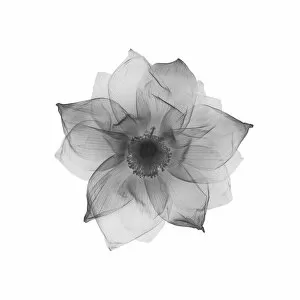 Fauna Collection: Lotus flower (Nelumbo nucifera), X-ray