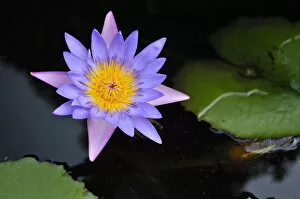 Nymphaea Gallery: Lotus flower, water lily, Vietnam, Southeast Asia