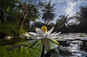 Aquatic Plant Gallery: Lotus flowers -Nelumbo-, Northern Thailand, Thailand, Asia