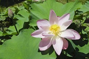 Aquatic Plant Gallery: Lotus or Indian Lotus -Nelumbo nucifera-, flower, Ubud, Bali, Indonesia