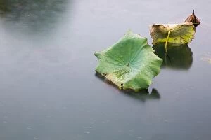 Images Dated 12th November 2015: Lotus leaves floating on the West Lake in autumn rain