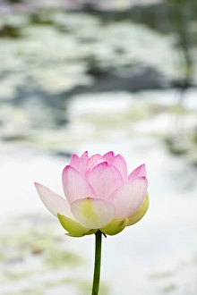 Spermatophyte Gallery: Lotus -Nelumbo-