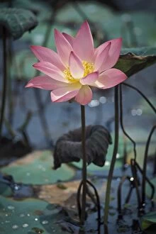 Aquatic Plant Gallery: Lotus -Nelumbo-, Vembanad Lake, Kerala, South India, India, Asia
