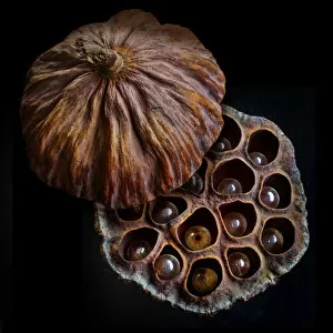 Images Dated 30th November 2011: Lotus seed pod
