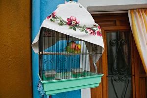 Burano Gallery: Two love birds in a cage, on the Island of Burano, Italy