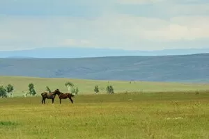 Love horses in Siberia