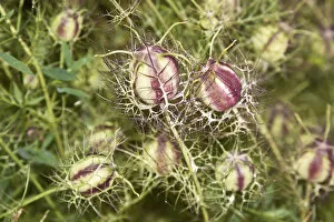 Love-in-a-mist or Ragged Lady -Nigella damascena-, seed pods