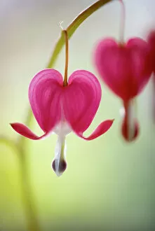 Captivating Floral Photography by Mandy Disher Collection: Love lies bleeding