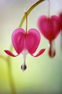 Images Dated 16th May 2011: Love lies bleeding