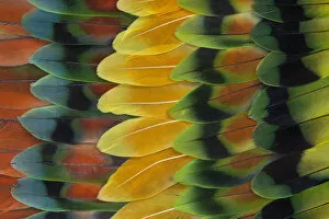Modern Bird Feather Designs Gallery: Lovebird tail feathers in design and color
