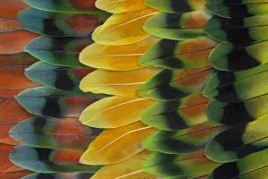 Modern Bird Feather Designs Gallery: Lovebird tail feathers in design and color