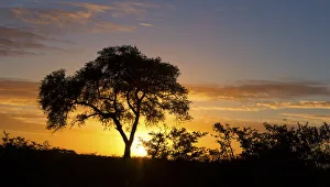 Images Dated 29th April 2017: Lovely sunset in Kruger national park with tree silhouette and bright colours - Kruger National