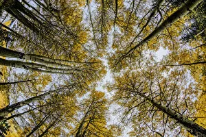Images Dated 28th September 2016: Low angle fisheye view upward of aspen trees (Populus Tremuloides) in fall